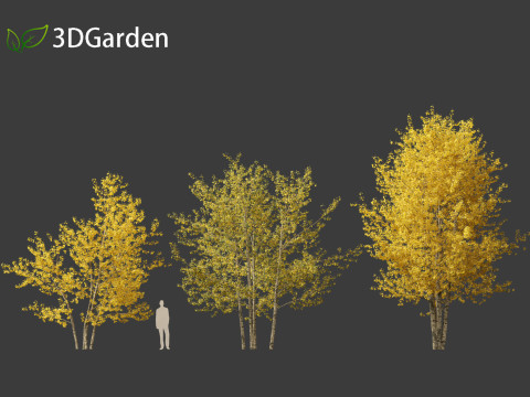 Populus balsamifera - Balsam poplar 02 3D Model