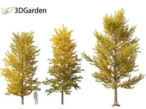 Populus balsamifera - Balsam poplar 02 3D Model