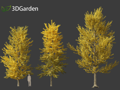Populus balsamifera - Balsam poplar 02 3D Model