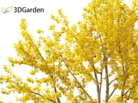 Populus balsamifera - Balsam poplar 02 3D Model