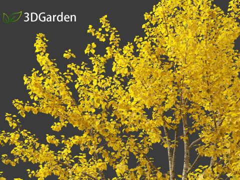Populus balsamifera - Balsam poplar 02 3D Model