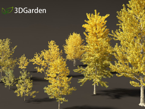 Populus balsamifera - Balsam poplar 02 3D Model