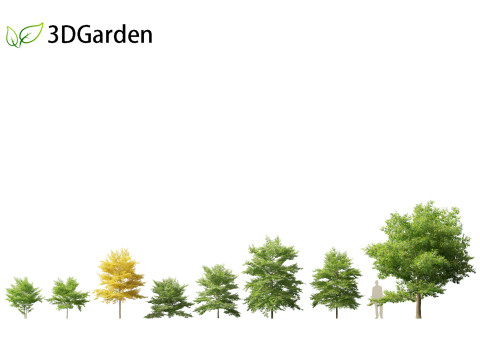 Styrax japonicus - Japanese snowbell 3Dモデル