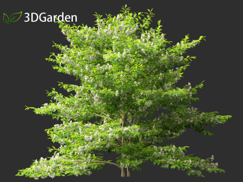 Styrax japonicus - Japanese snowbell 3D Model