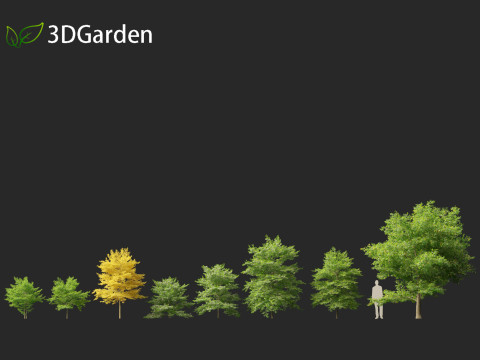 Styrax japonicus - Japanese snowbell 3D Model