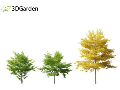 Styrax japonicus - Japanese snowbell 3D Model