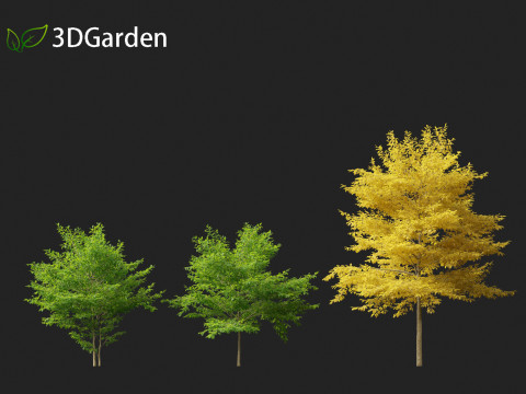 Styrax japonicus - Japanese snowbell 3D Model