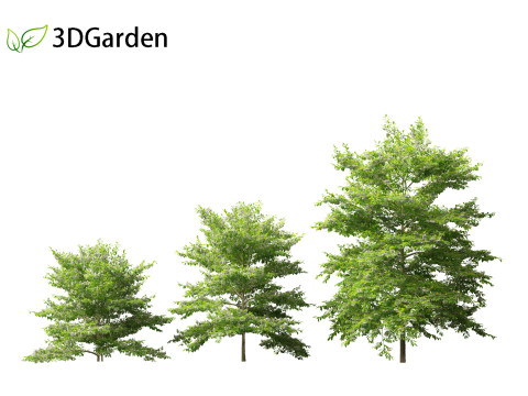 Styrax japonicus - Japanese snowbell 3D Model