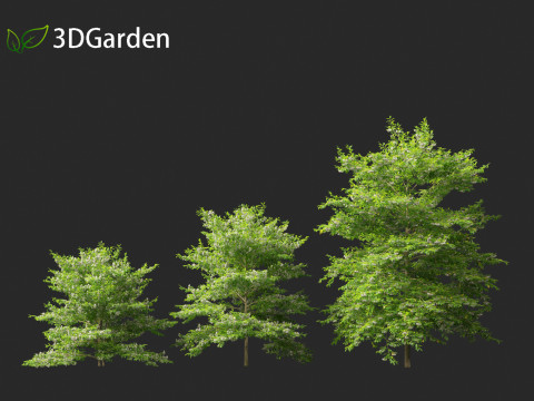 Styrax japonicus - Japanese snowbell 3D Model