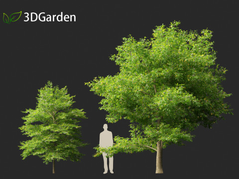 Styrax japonicus - Japanese snowbell 3D Model