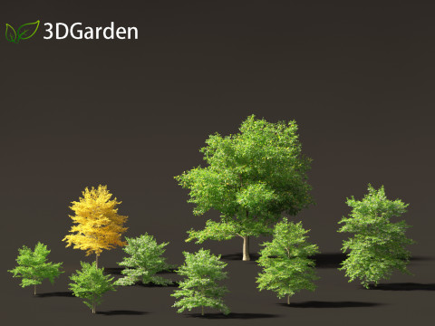 Styrax japonicus - Japanese snowbell 3D Model