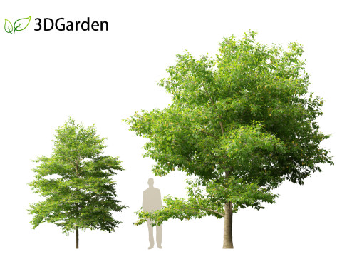 Styrax japonicus - Japanese snowbell 3D Model