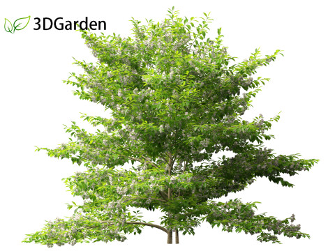Styrax japonicus - Japanese snowbell 3D Model