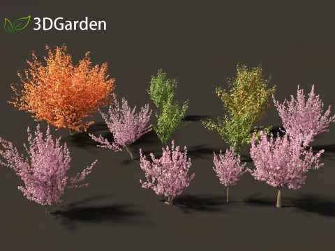Prunus serrulata Kanzan - Cerisier &agrave; fleurs japonais Modèle 3D