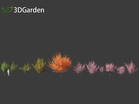 Prunus serrulata Kanzan - Japanese flowering cherry Modèle 3D