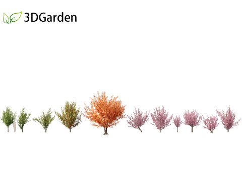 Prunus serrulata Kanzan - Japanese flowering cherry Modèle 3D