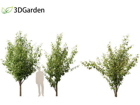 Prunus serrulata Kanzan - Japanese flowering cherry Modèle 3D