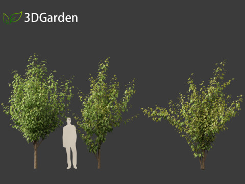Prunus serrulata Kanzan - Japanese flowering cherry Modèle 3D
