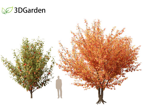 Prunus serrulata Kanzan - Japanese flowering cherry Modèle 3D