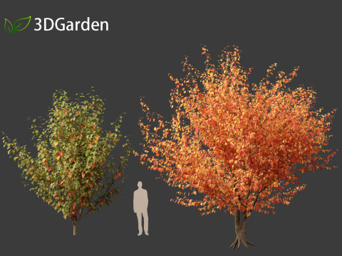 Prunus serrulata Kanzan - Japanese flowering cherry Modèle 3D