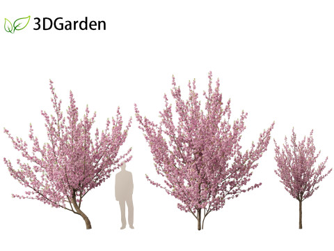Prunus serrulata Kanzan - Japanese flowering cherry Modèle 3D