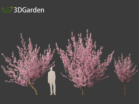 Prunus serrulata Kanzan - Japanese flowering cherry Modèle 3D
