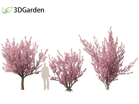Prunus serrulata Kanzan - Japanese flowering cherry Modèle 3D