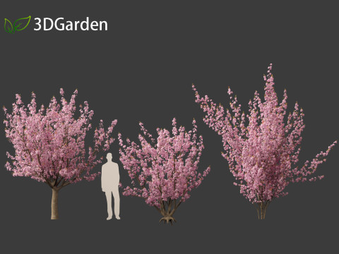 Prunus serrulata Kanzan - Japanese flowering cherry Modèle 3D
