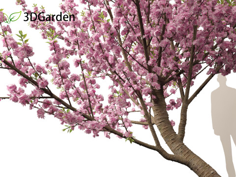 Prunus serrulata Kanzan - Japanese flowering cherry Modèle 3D
