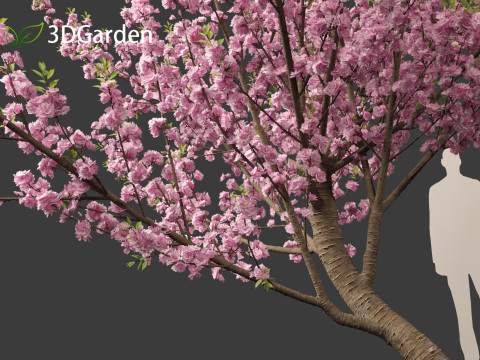 Prunus serrulata Kanzan - Japanese flowering cherry Modèle 3D