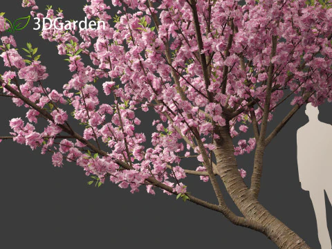 Prunus serrulata Kanzan - Japanese flowering cherry 3D Model in