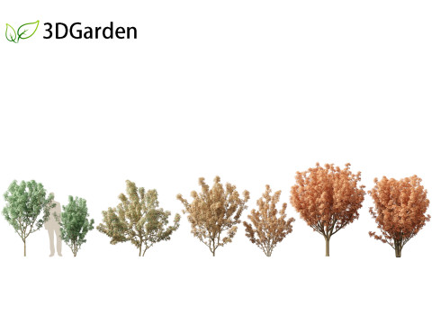 Lions head japanese maple - Acer palmatum Shishi-gashira 3D Model
