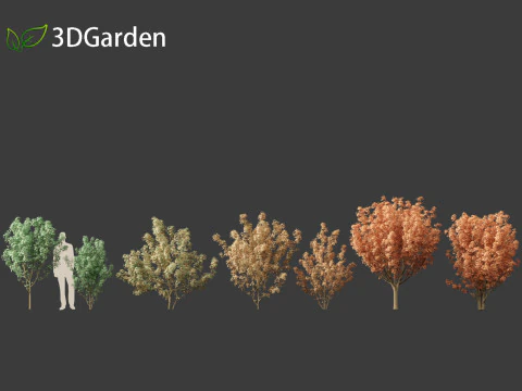 Lions head japanese maple - Acer palmatum Shishi-gashira 3D Model