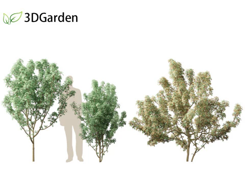 Lions head japanese maple - Acer palmatum Shishi-gashira 3D Model