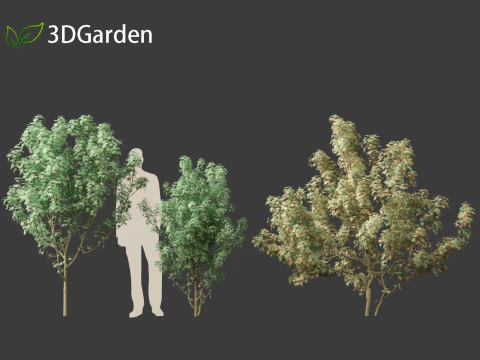 Lions head japanese maple - Acer palmatum Shishi-gashira 3D Model