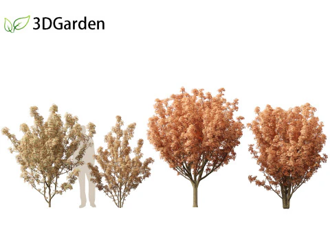 Lions head japanese maple - Acer palmatum Shishi-gashira 3D Model