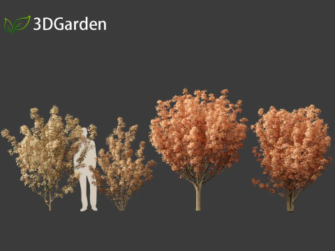 Lions head japanese maple - Acer palmatum Shishi-gashira 3D Model
