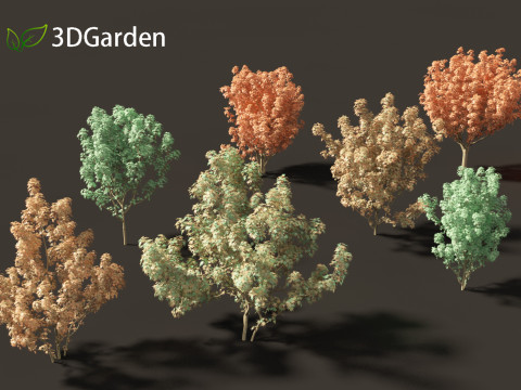 Lions head japanese maple - Acer palmatum Shishi-gashira 3D Modell