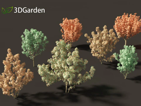 Lions head japanese maple - Acer palmatum Shishi-gashira 3D Model