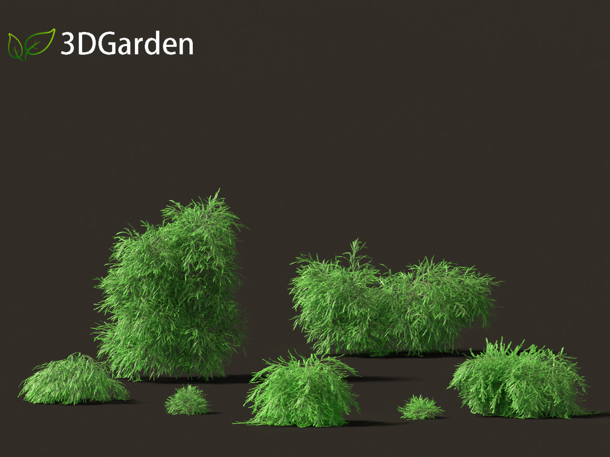 Phyllanthus multiflora - Phyllanthus multiflorus 3D Model .c4d .max .obj .3ds .fbx .stl .blend 