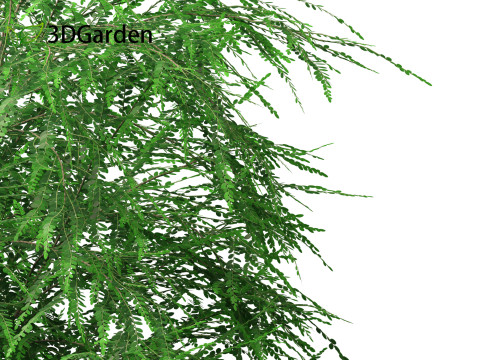 Phyllanthus multiflora - Phyllanthus multiflorus 3D 모델