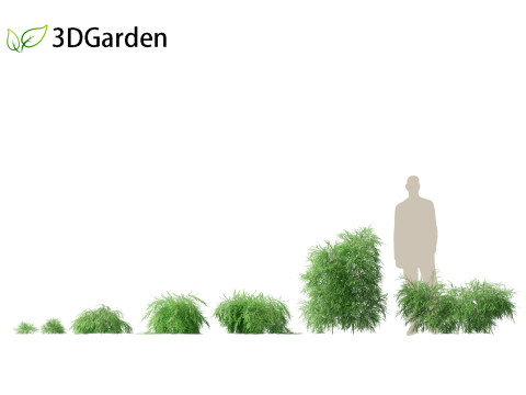 Phyllanthus multiflora - Phyllanthus multiflorus 3D 모델