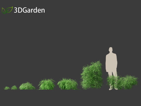 Phyllanthus multiflora - Phyllanthus multiflorus 3D 모델
