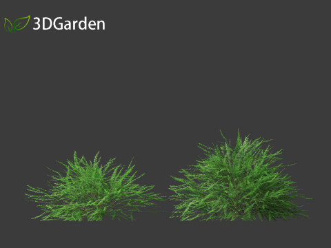 Phyllanthus multiflora - Phyllanthus multiflorus 3D 모델