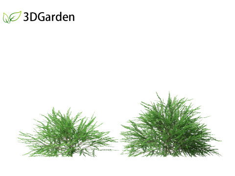 Phyllanthus multiflora - Phyllanthus multiflorus 3D 모델