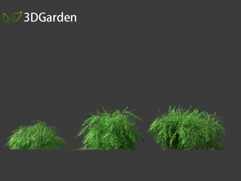 Phyllanthus multiflora - Phyllanthus multiflorus 3D 모델