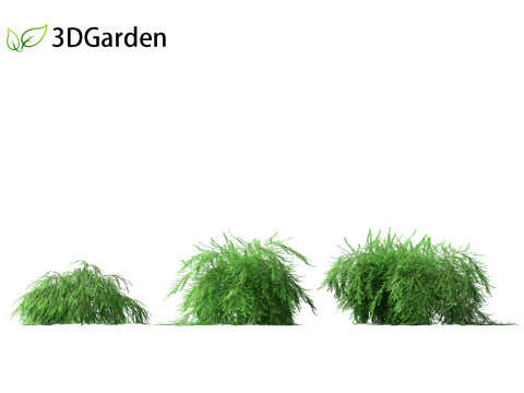 Phyllanthus multiflora - Phyllanthus multiflorus 3D 모델