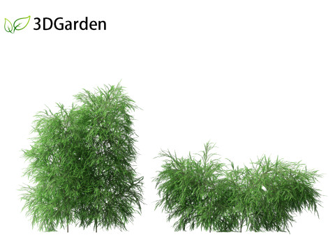 Phyllanthus multiflora - Phyllanthus multiflorus 3D 모델