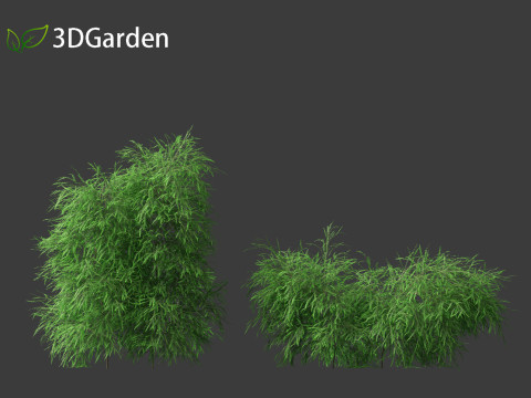 Phyllanthus multiflora - Phyllanthus multiflorus 3D 모델