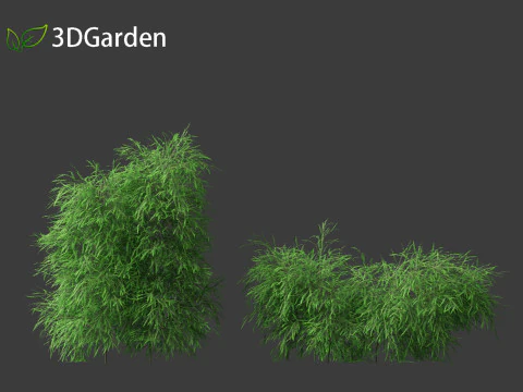 Phyllanthus multiflora - Phyllanthus multiflorus 3D Model